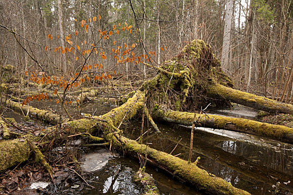 Компания «Фотодом» - партнер номинации «Лучшая фотокнига» в конкурсе BWPA-2011