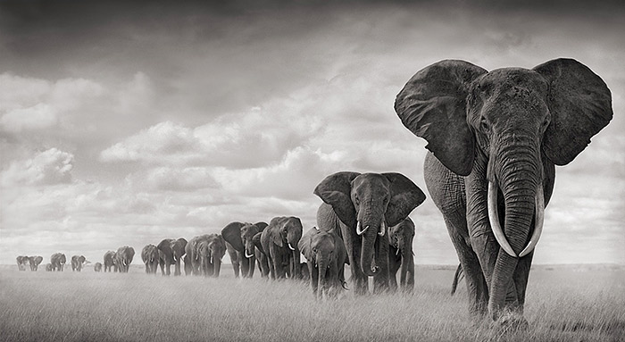 Ник Брандт (Nick Brandt)