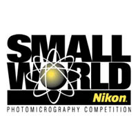 Объявлены результаты конкурса Nikon Small World - 2011